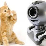 Best Cat Cameras and Kitty Monitors