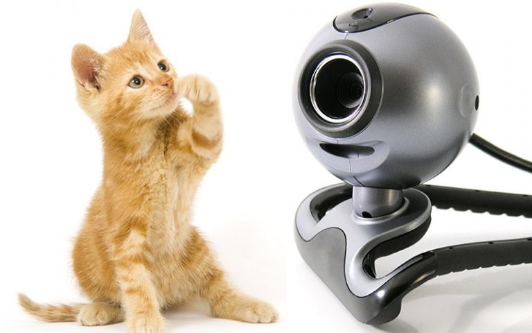 Best Cat Cameras and Kitty Monitors