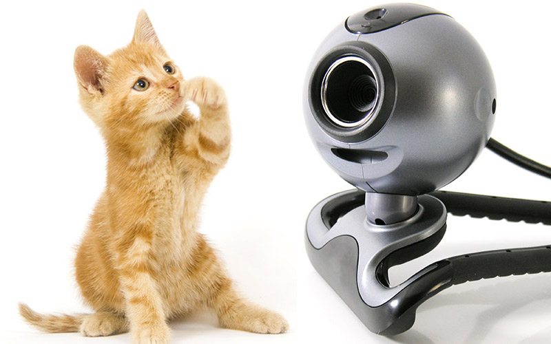 A Complete Guide Of The Best Cat Cameras And Monitors A Complete Guide Of The Best Cat Cameras And Monitors