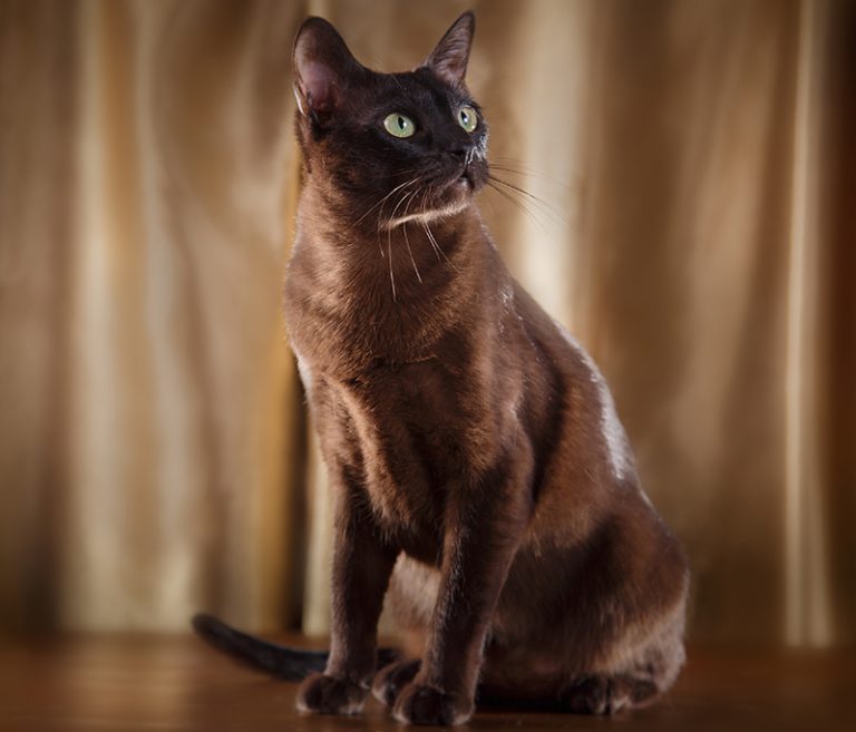 Tonkinese Cat A Complete Guide To This Unusual Breed