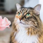 best cleaner for cat urine