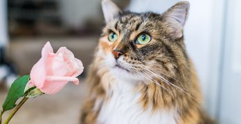 Best Cleaner For Cat Urine