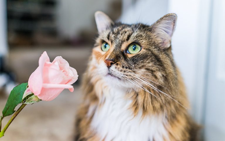 best cleaner for cat urine
