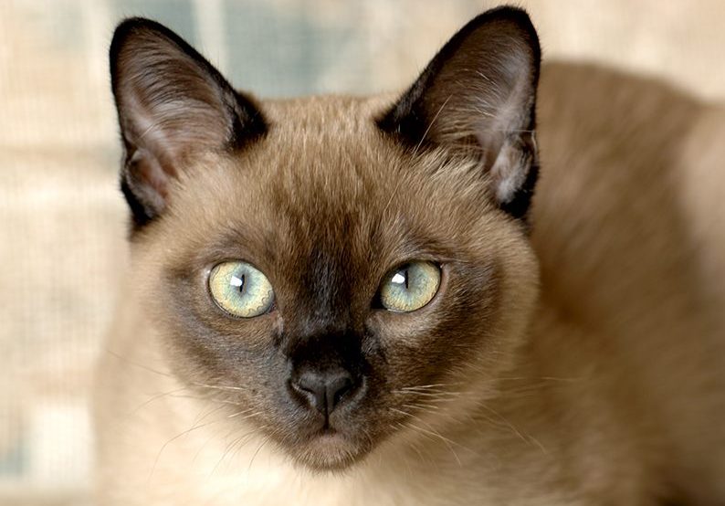 tonkinese cat