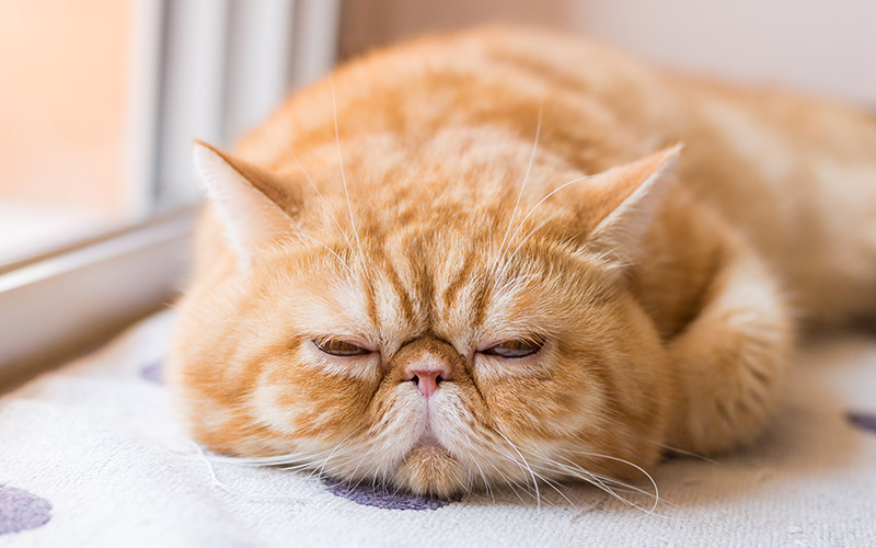 exotic shorthair care