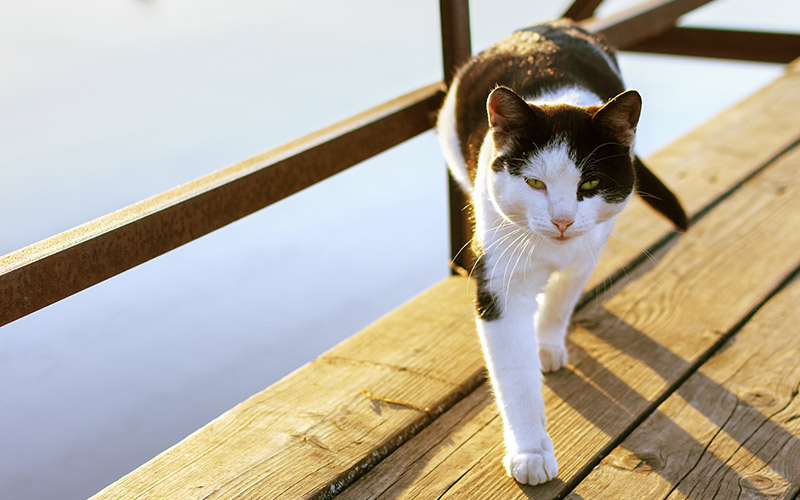 facts about white cats