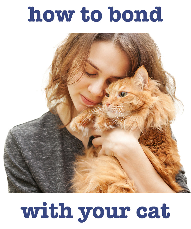 how to bond with your cat