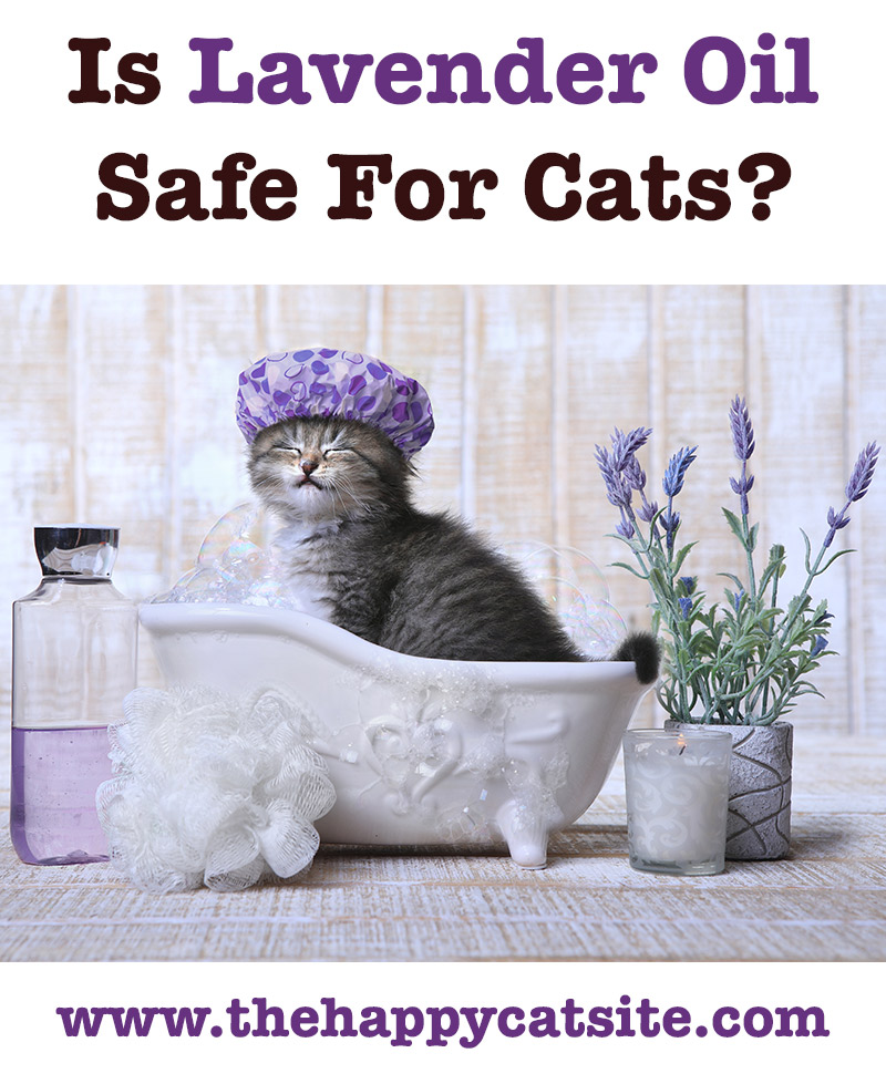 lavender spray for cats