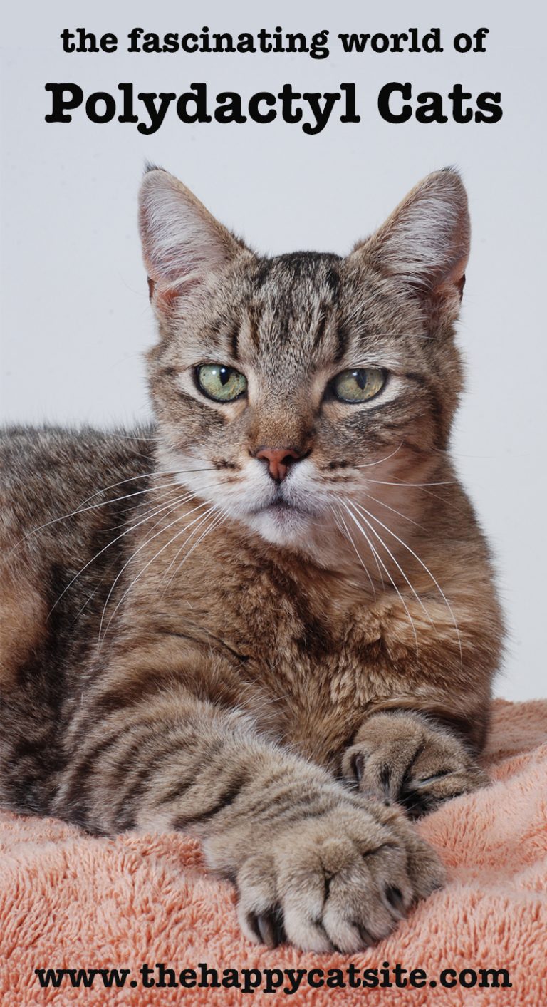 Polydactyl Cats A Complete Guide To The Cats With Many Toes