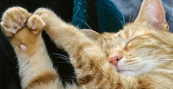 Polydactyl Cats – A Complete Guide