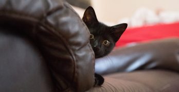 Remote Control Cat Toys