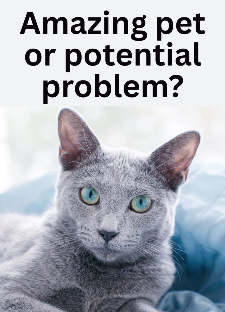 russian blue cat