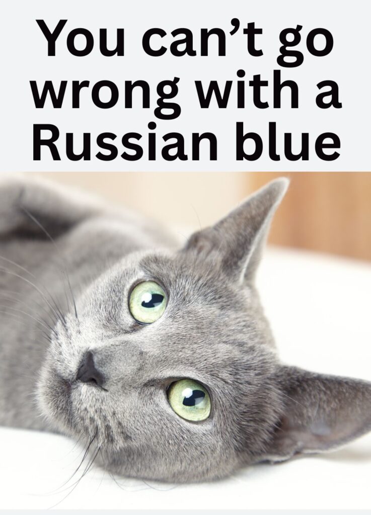 Russian blue