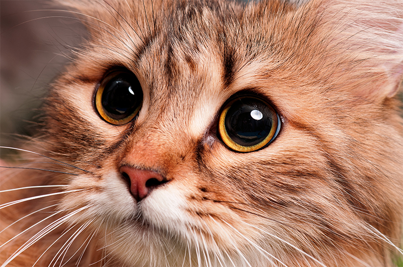 79+ Somali cat shedding funny animals, cute animals, crazy cats