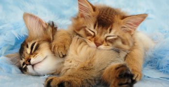 Somali Cats – A Complete Guide
