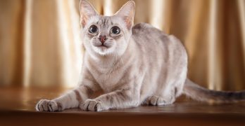 Tonkinese Cats – A Complete Guide To The Breed