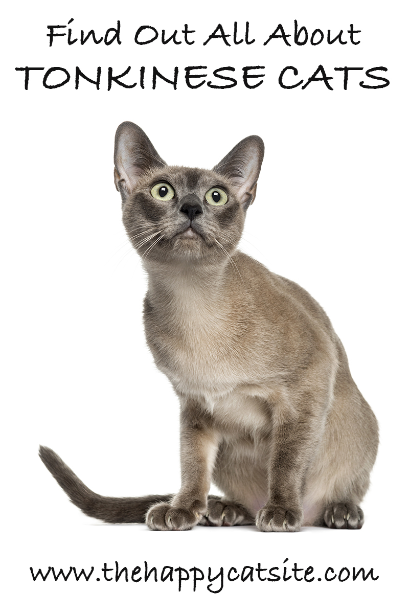 tonkinese cat