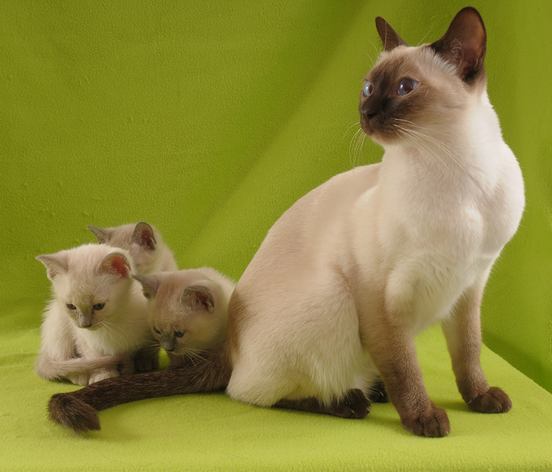 tonkinese cat