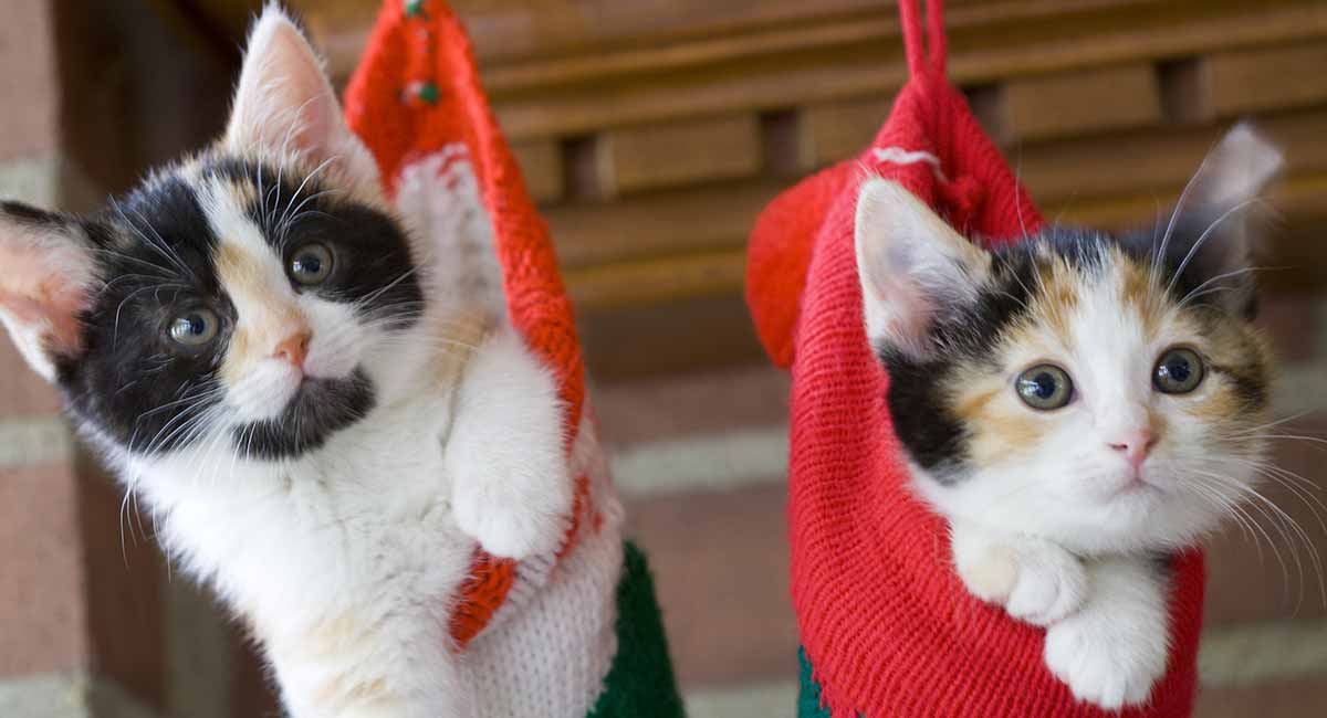 fun facts about calico cats