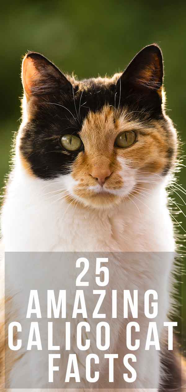 fun facts about calico cats