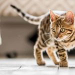 30 tabby cat facts