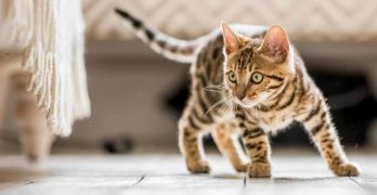30 tabby cat facts