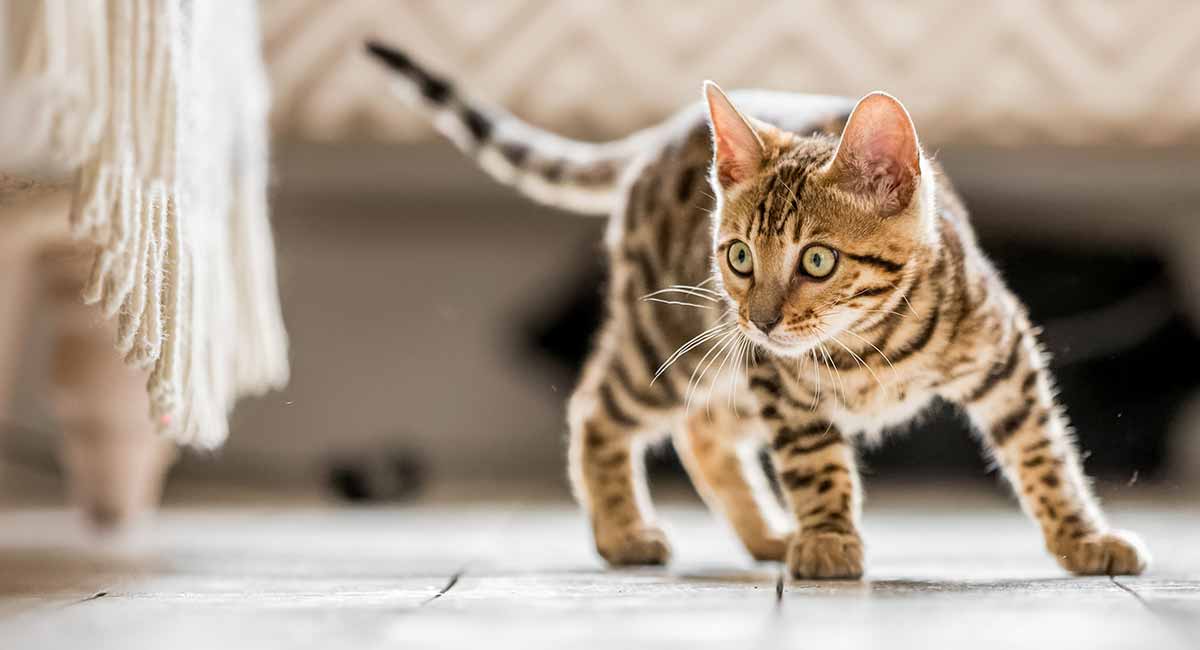 marble tabby kitten