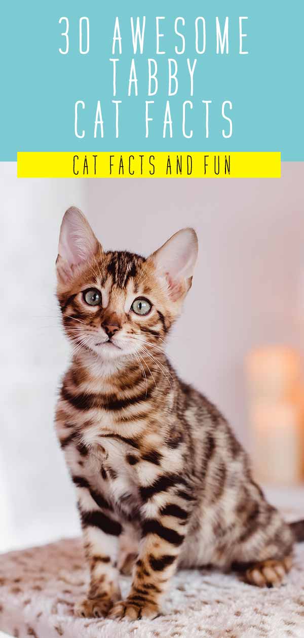 facts about tabby kittens