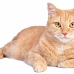 orange tabby cat