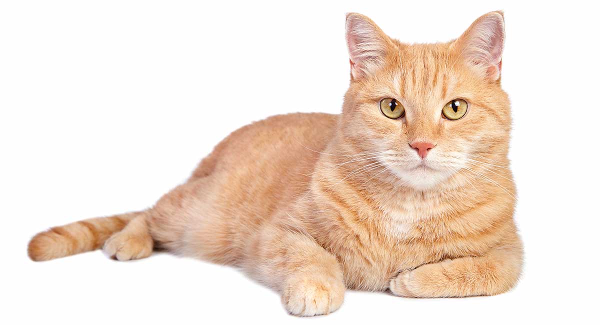 facts about orange tabby cats