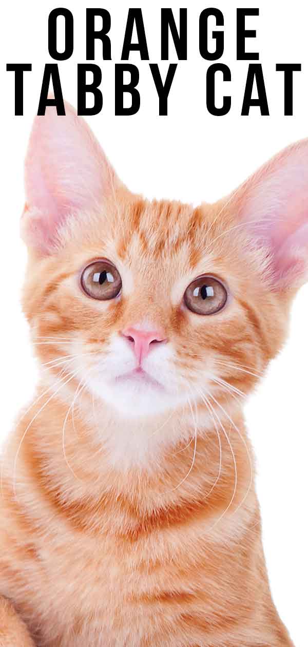 Orange Tabby Cat 