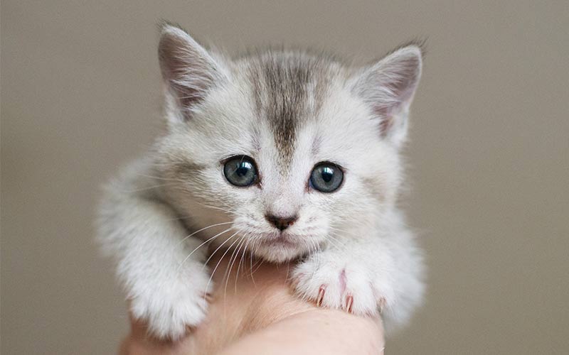 Kitten Treats Discover The Best Treats For Kittens Kitten Treats Discover The Best Treats For Kittens