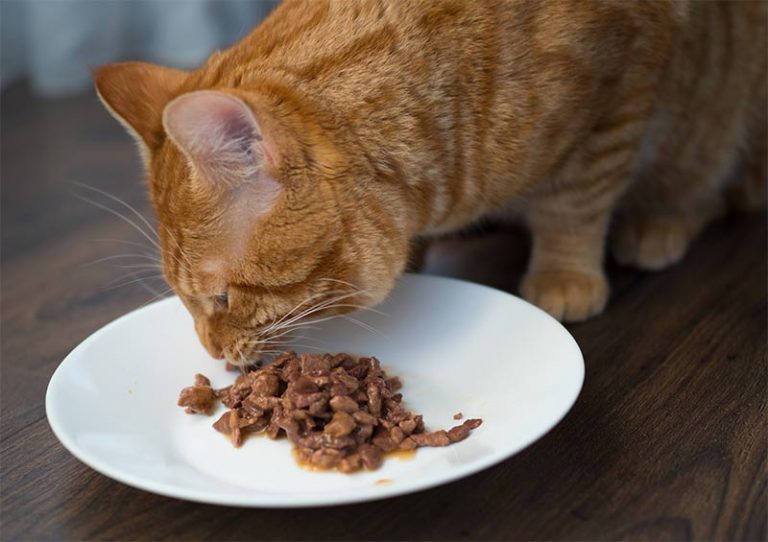 best wet food for finicky cats