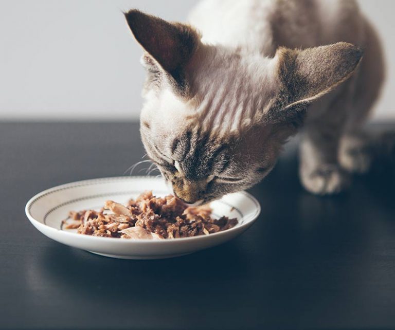 Best Wet Cat Food Guide Top Tips and Reviews To Help You Choose