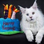 cat birthday cake recipes