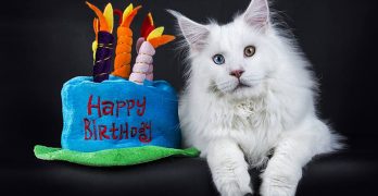 cat birthday cake recipes