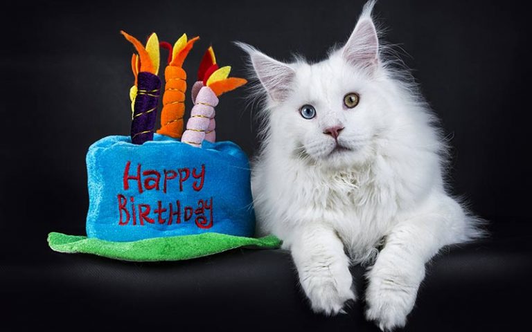 Amazing Cake Birthday Cake Recipes, Ideas And Inspiration