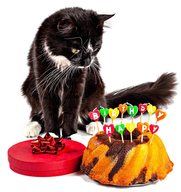 Amazing Cake Birthday Cake Recipes, Ideas And Inspiration