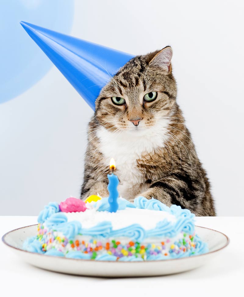 Birthday Cake Recipes For Cats Birthday Cake Recipes For Cats