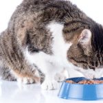 best canned cat food