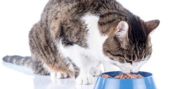 best canned cat food