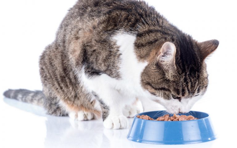 best canned cat food