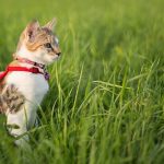 best cat harness