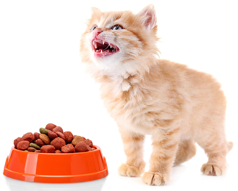 can a kitten eat dry food