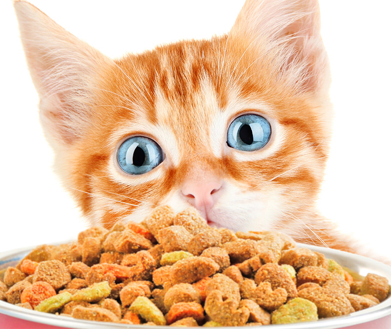 Best Dry Kitten Food