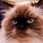 himalayan cat breed