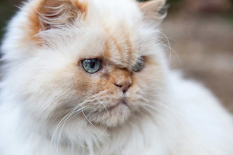 Himalayan Cat Colors Chart