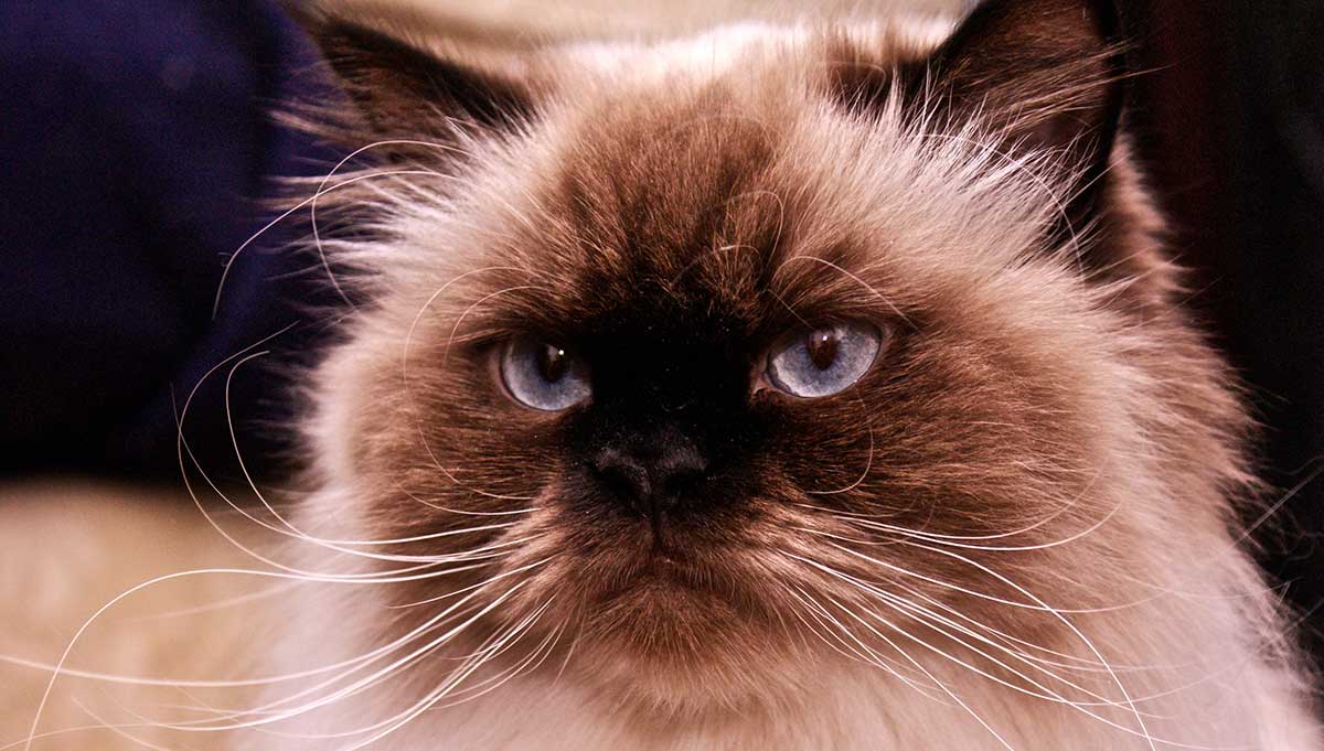 himalayan cat grey