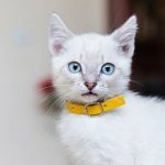 Best Kitten Collars