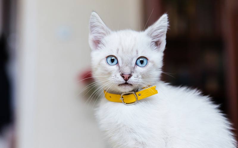 cool kitten collars